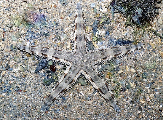  Archaster typicus (Common Sand-Stirring Starfish)